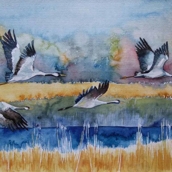 landebahn-c-ein-kranich-aquarell-von-frank-koebsch-k