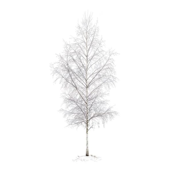 lichtblicke_birke_web